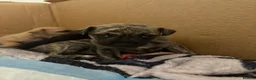 Mixed Breed dogs for sale: Bridle Staffy cross Jack russell puppy  - Advert 1
