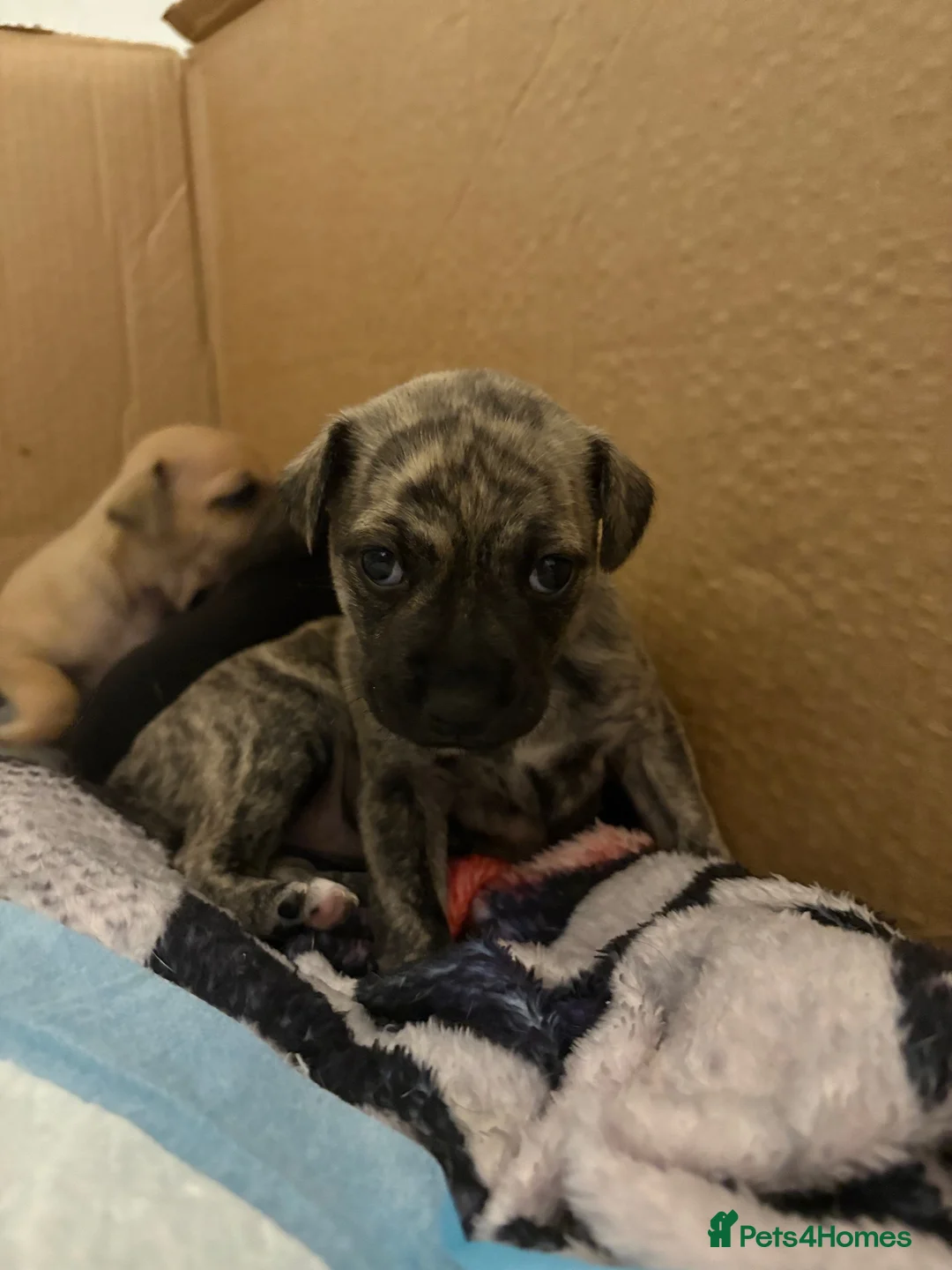 Mixed Breed dogs for sale: Bridle Staffy cross Jack russell puppy  - Advert 1