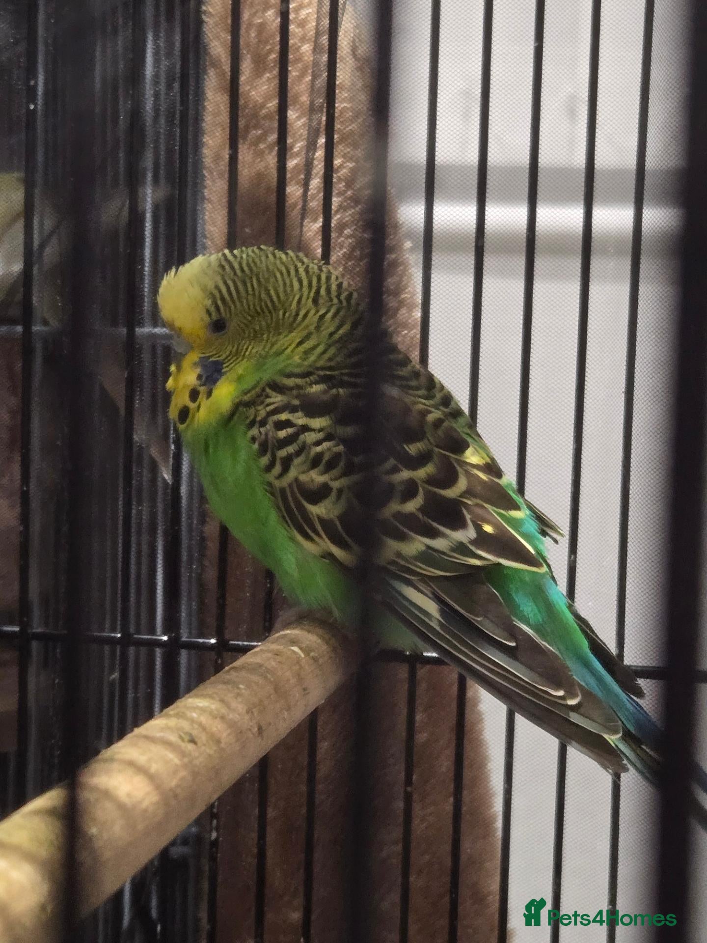 Budgerigars birds for sale: Male budgie - Advert 1
