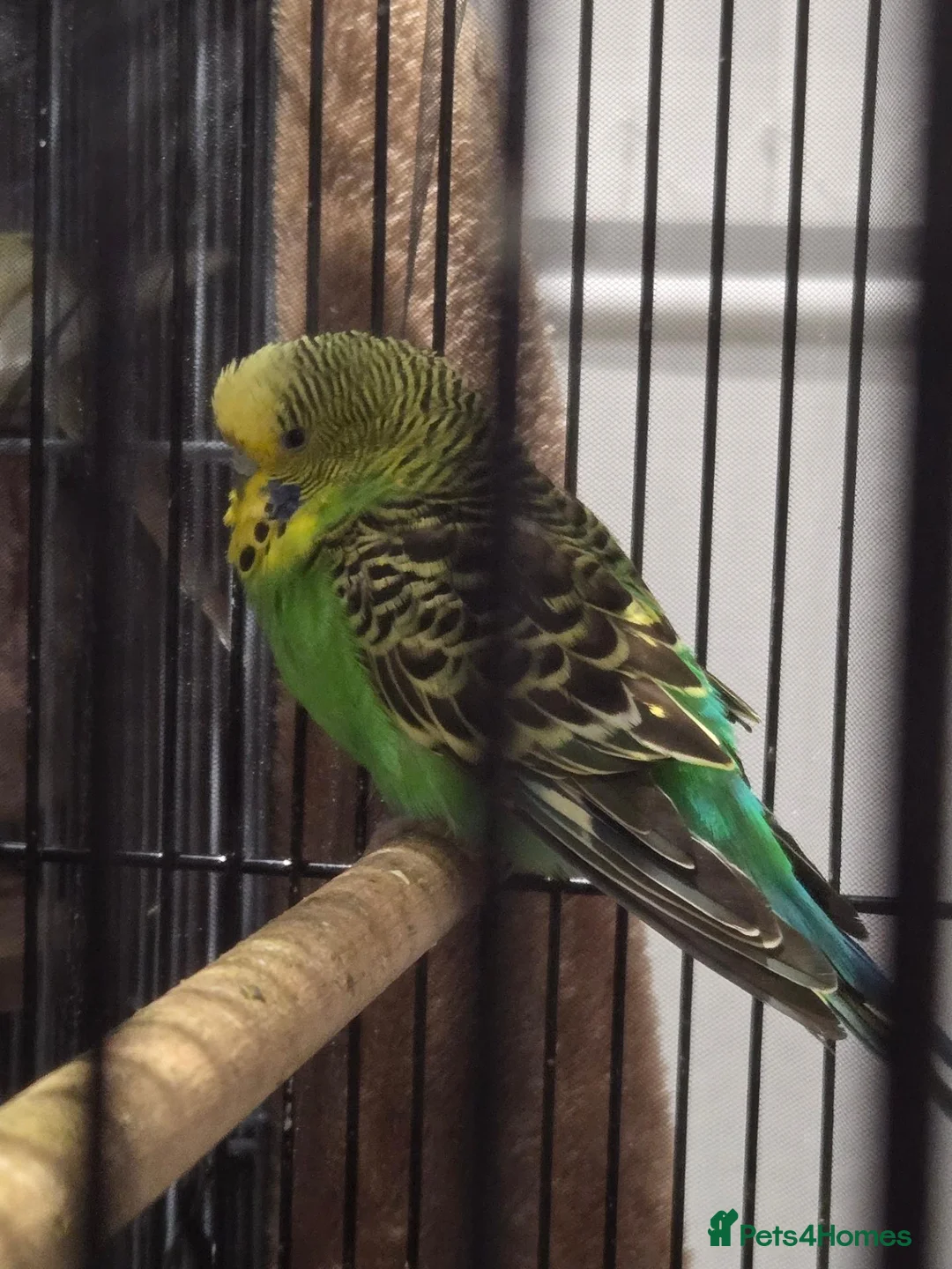Budgerigars birds for sale: Male budgie - Advert 1