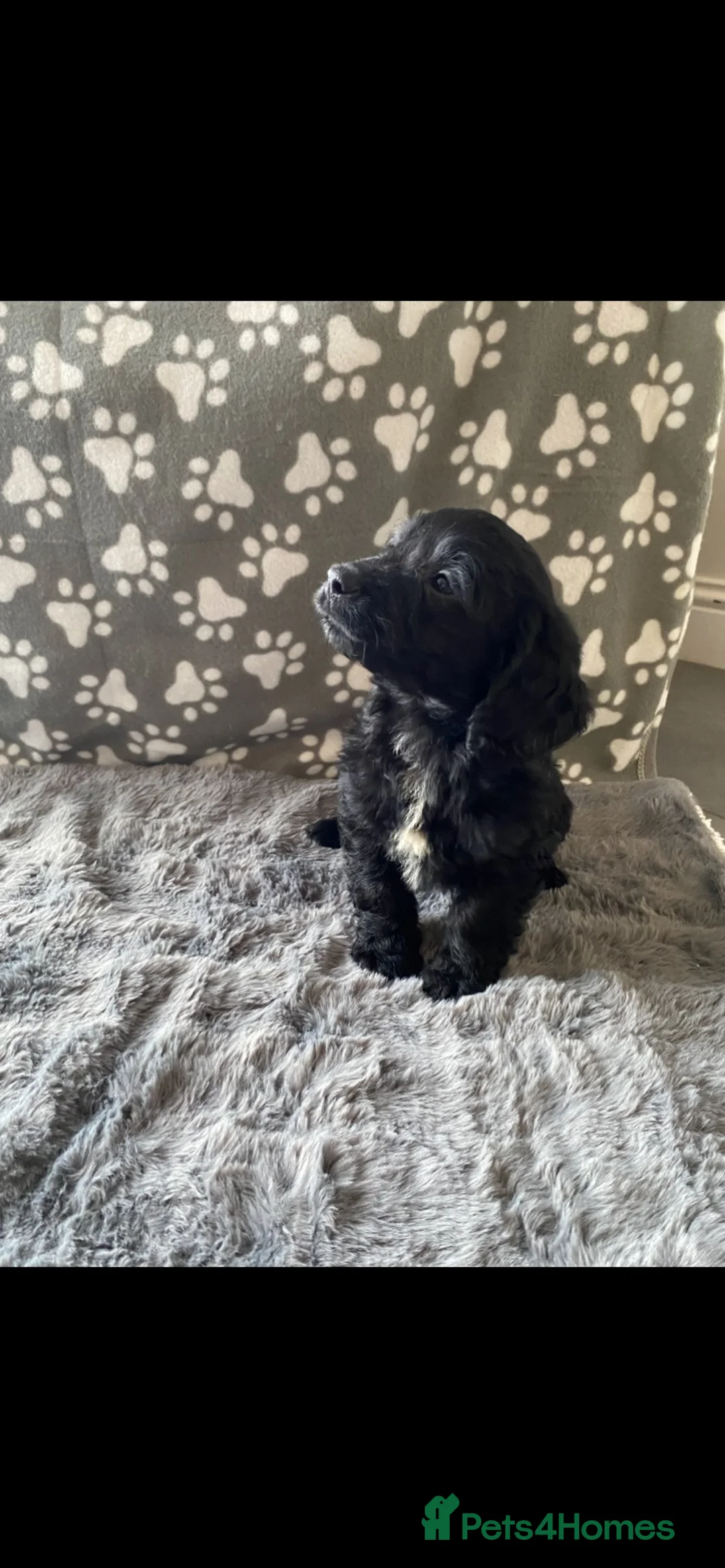 Cockapoo dogs for sale: stunning f1 cockapoo puppies  - Advert 15