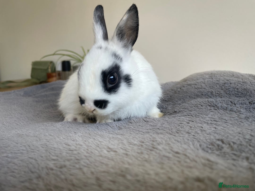 Netherland Dwarf rabbits for sale: Netherlands dwarf  in Leicester - Image 2