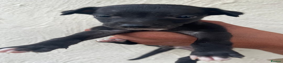 Whippet Puppy 10