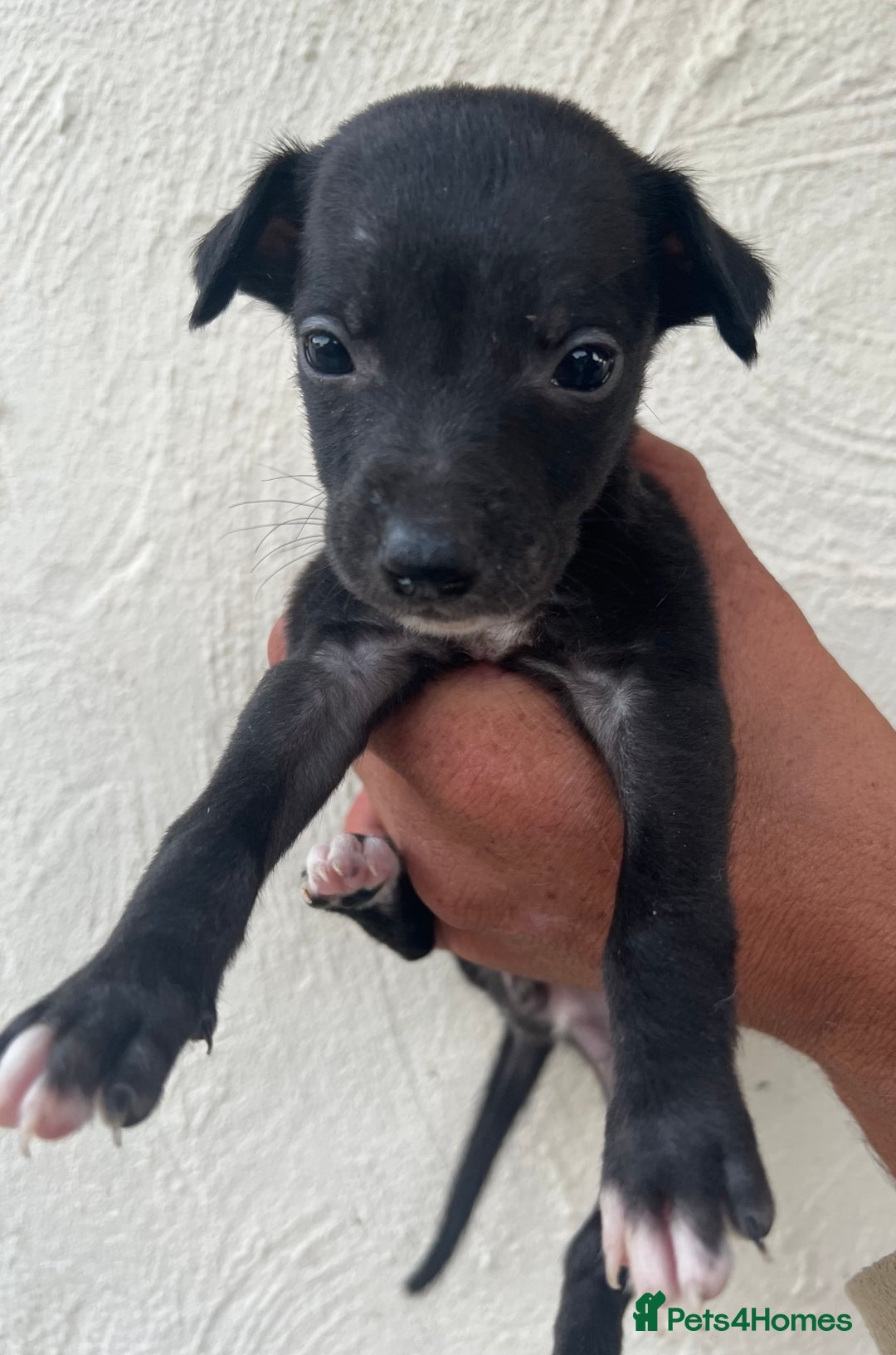 Whippet dogs for sale: Whippet puppies Ready soon! 5 BOYS left  - Image 9