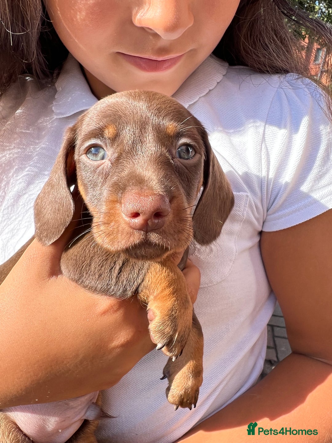Miniature Dachshund dogs for sale: Miniature dachshund 3 boys 1 girl  - Image 6