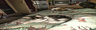 Norwegian Forest Cat 2