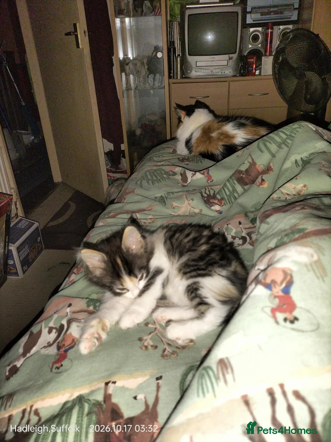 Norwegian Forest Cat cats for sale: OUTGOING FLUFFY DOG & HOOVER PROOF NORWEGIAN X  - Advert 2