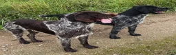 German Wirehaired Pointer dogs for stud: Experienced Fully Health Tested GWP at Stud  in Ripon - Advert 3