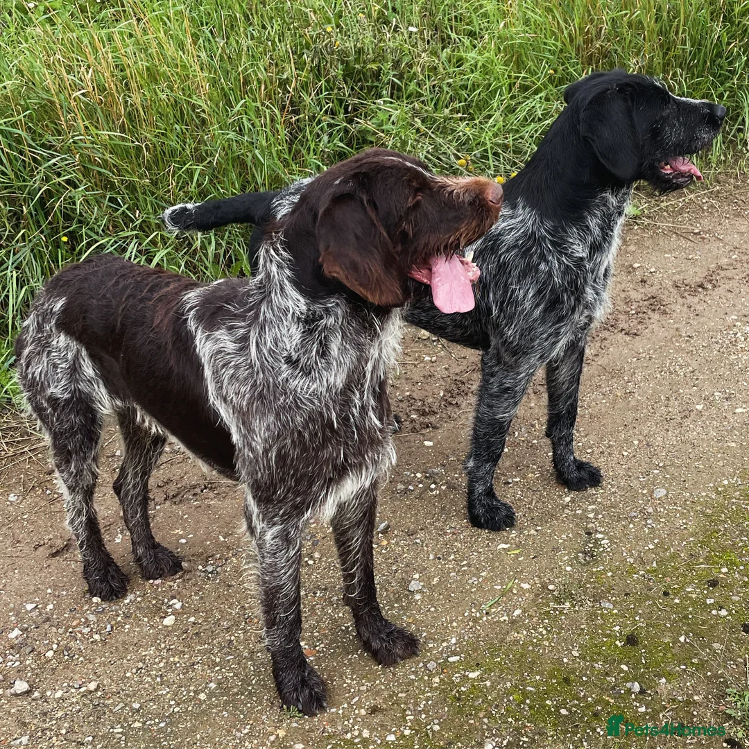 German Wirehaired Pointer dogs for stud: Experienced Fully Health Tested GWP at Stud  in Ripon - Advert 3