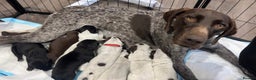 German Shorthaired Pointer dogs for sale: Protective German Shorthaired Pointer Puppies - Advert 2