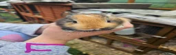 Mixed Breed rabbits for sale: Minilop x rex rabbits  - Advert 34