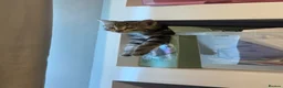 Domestic Shorthair cats for sale: ONLY 2 LEFT - 6 gorgeous tabby / black kittens  - Advert 4