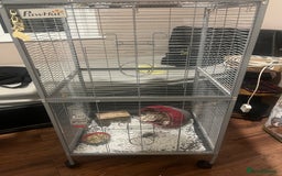 Rat rodents for sale: 2 dumbo rats  - Image 2