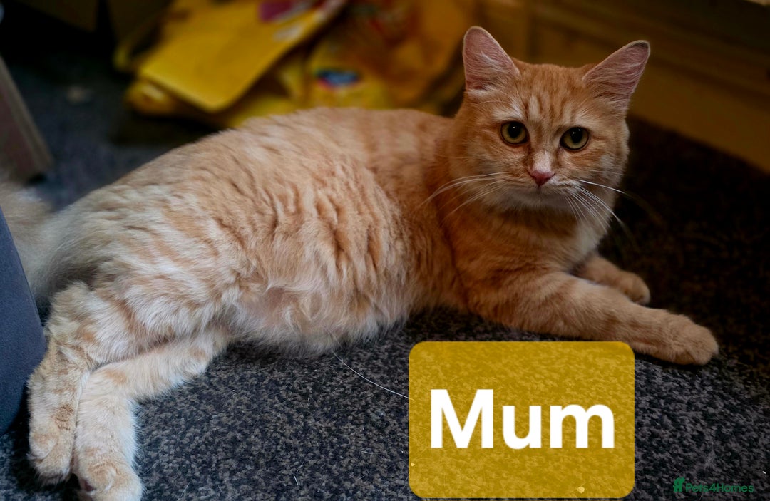 Mixed Breed cats for sale: Last girl left  - Image 3