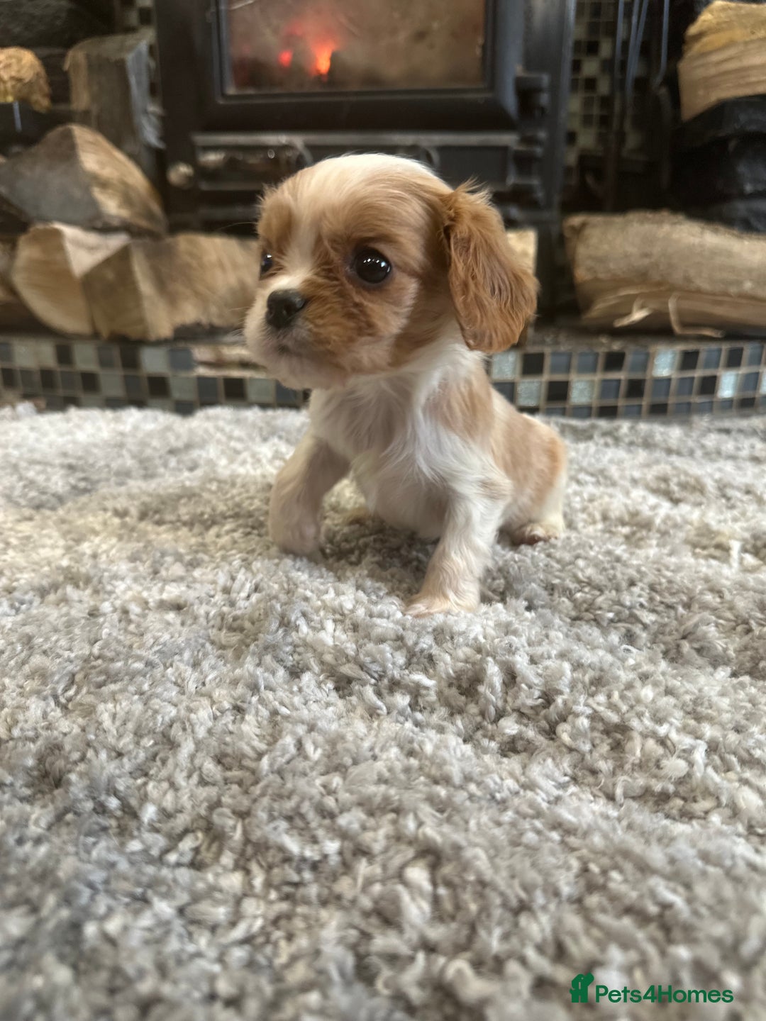 Cavalier King Charles Spaniel dogs for sale: ** DNA CLEAR 🧬 KC REGISTERED CAVALIER PUPPIES ** - Advert 8