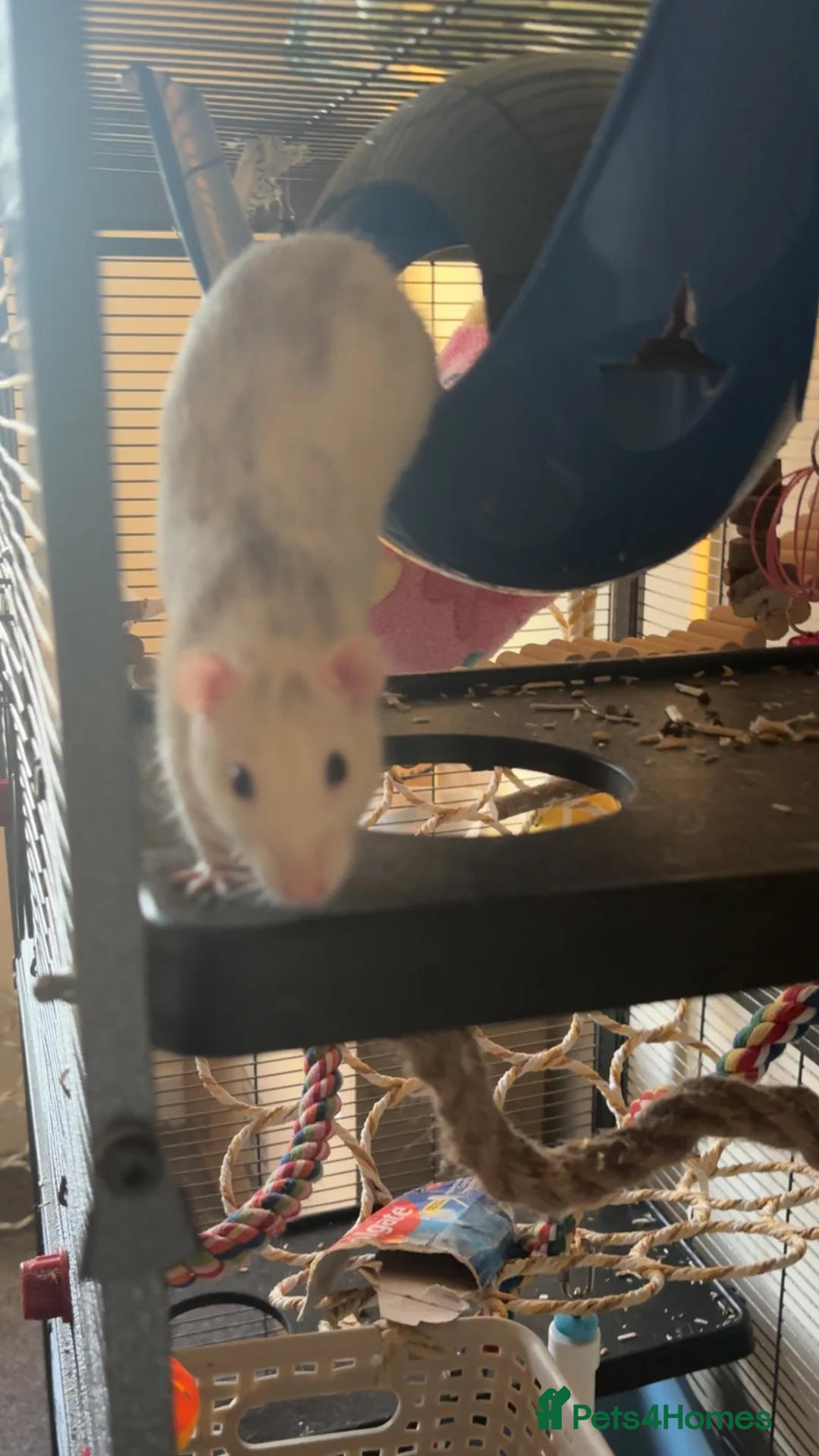 Rat rodents for sale: Rehoming pet rats in Llandudno Junction - Advert 2