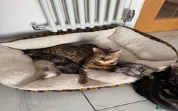 Bengal cats for sale: Beautiful boy remaining ready to go  - Image 6