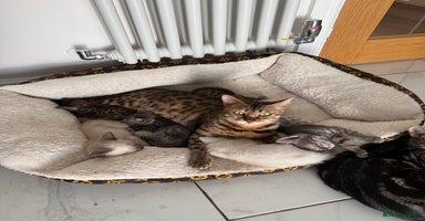 Bengal cats - Advert 7