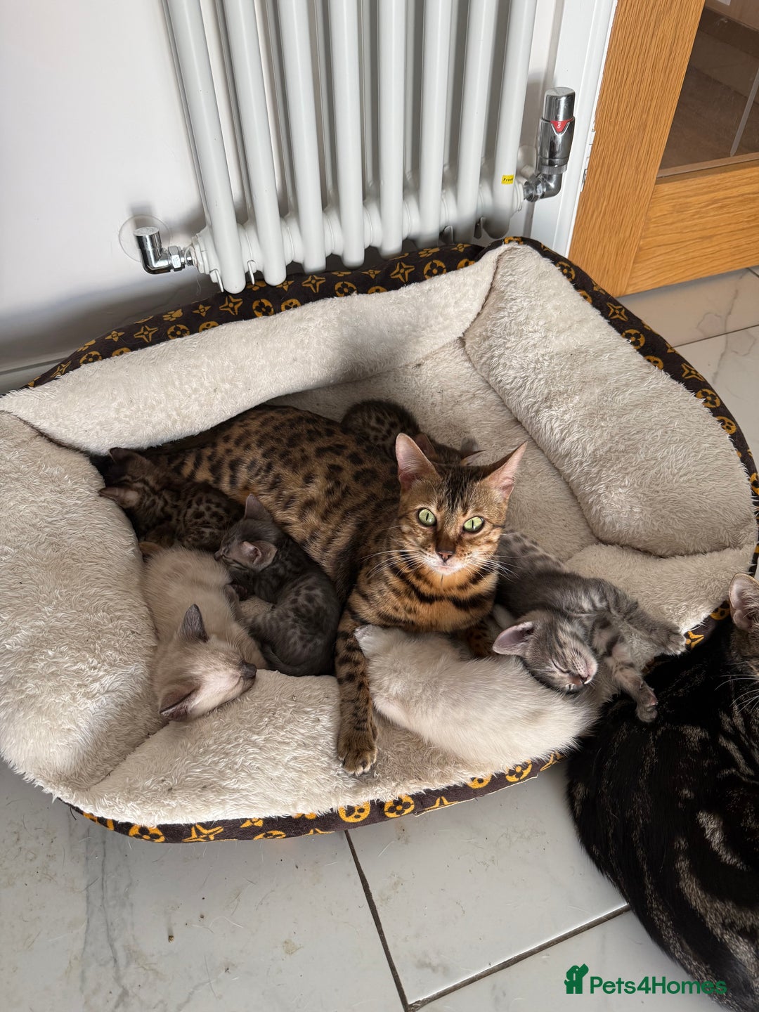 Bengal cats for sale: Beautiful boy remaining ready to go  - Image 6