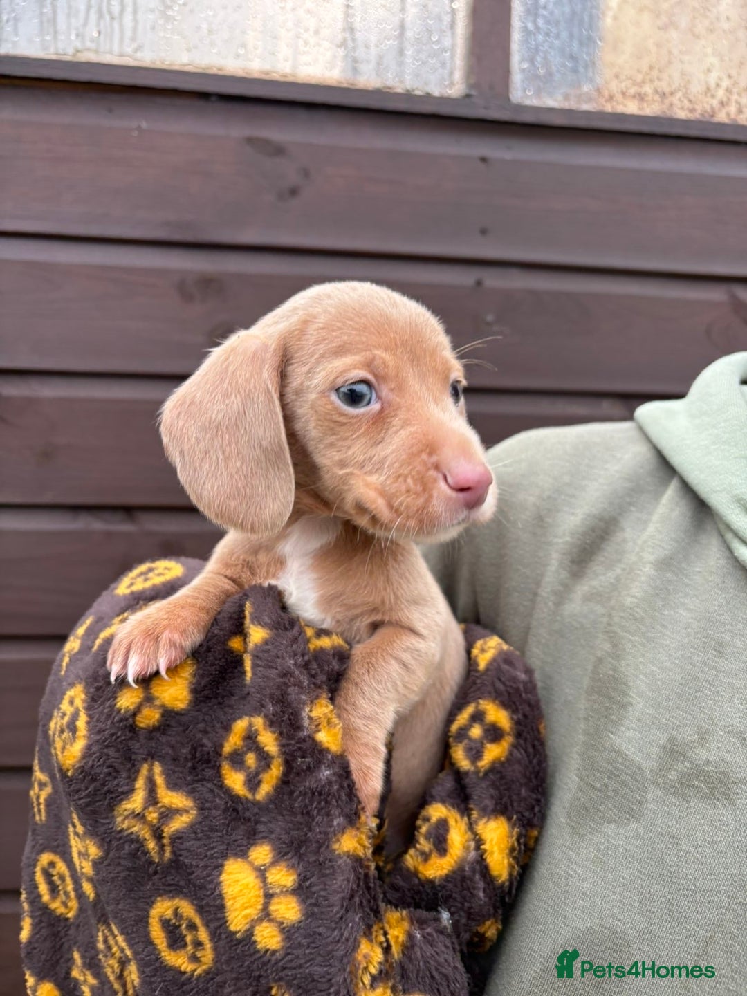 Dachshund dogs for sale: 🎅Beautiful miniature dachshunds🏡 - Advert 5
