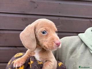 Dachshund dogs Dachshund puppy - Advert 5