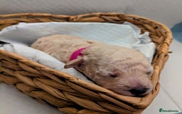 Poochon dogs for sale: Apricot poochons puppies  - Image 7