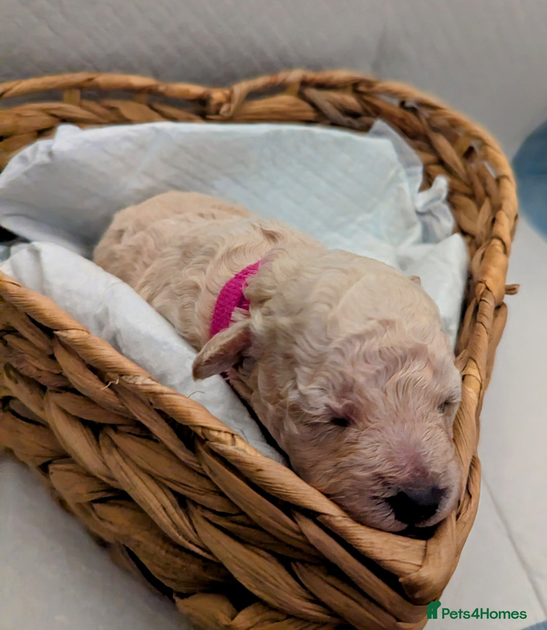 Poochon dogs for sale: Apricot poochons puppies  - Image 7