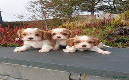 Cavalier King Charles Spaniel dogs for sale: Super cute KC blenheim pups, health tested parents - Image 7