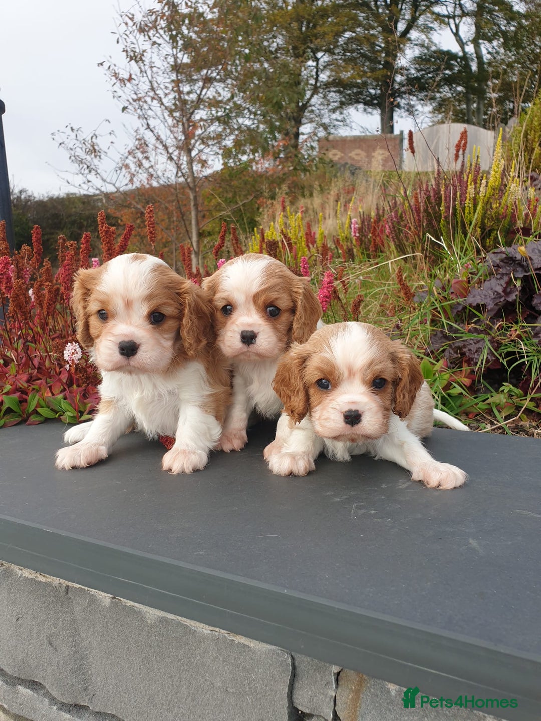 Cavalier King Charles Spaniel dogs for sale: Super cute KC blenheim pups, health tested parents - Image 7
