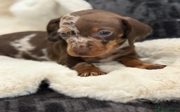 Miniature Dachshund dogs for sale: Stunning mini smooth dachshund pups  - Image 18