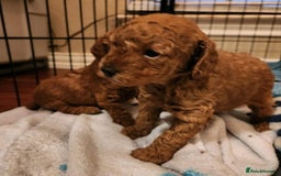 Toy Poodle dogs for sale: 🌸 Toy Poodle Puppies– Tiny Hearts Full of Love 🌸 - Image 6