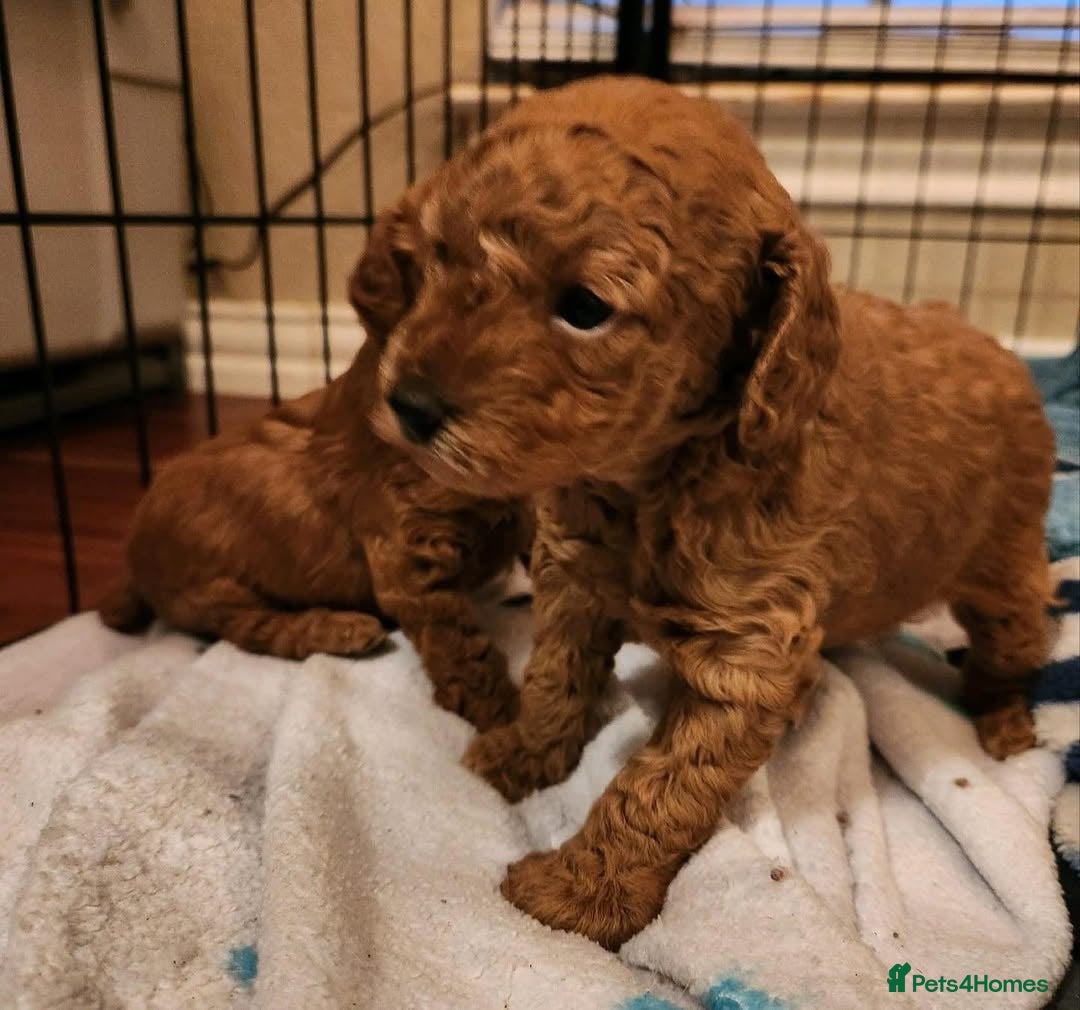Toy Poodle dogs for sale: 🌸 Toy Poodle Puppies– Tiny Hearts Full of Love 🌸 - Image 6