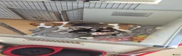 Beagle dogs for sale: Beautiful Beagle Puppies  in Coventry - Advert 3