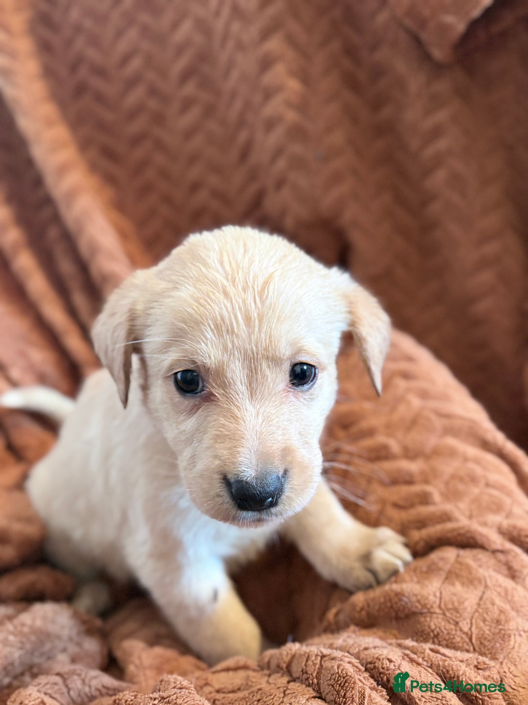 Mixed Breed dogs for sale: LABRADOR PUPS - Advert 5