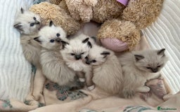 Ragdoll cats for sale: Seal Mitted Ragdoll babies, 4 girls 1 boy - Image 6
