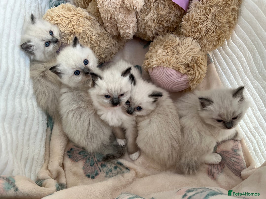 Ragdoll cats for sale: Seal Mitted Ragdoll babies, 4 girls 1 boy - Image 6
