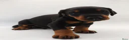 Dobermann dogs for sale: KC reg Dobie Pups | Two girls available - Advert 35