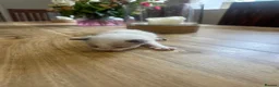 Ragdoll cats for sale: Pure ragdoll kittens  - Advert 4