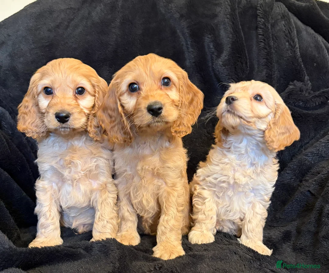 Cavapoo dogs for sale: Beautiful F1 Cavapoo Puppies  - Advert 1