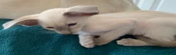 Oriental cats for sale: Stunning GCCF Reg. Lilac Point Siamese Boys - Advert 4