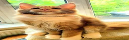 Maine Coon cats for sale: TICA Maine Coon kittens ready to go NOW - Advert 8