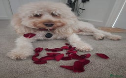 Cavapoo dogs for stud: Cavapoo male for stud in London  - Image 4