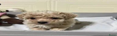 Maltipoo 3
