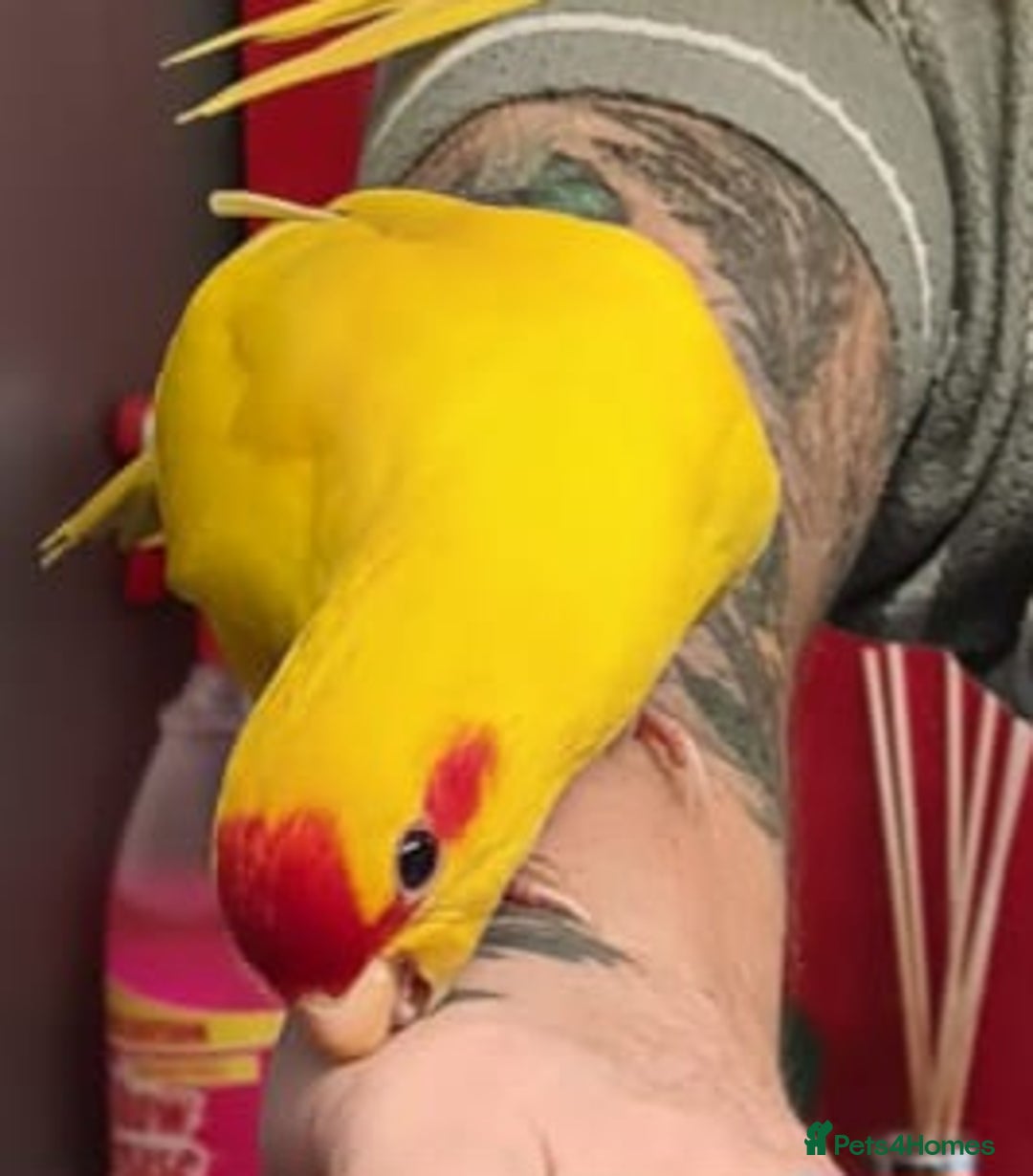 Parakeets birds for sale: Kakariki's x3 Males dna'd Kakariki's  - Advert 28