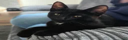 Mixed Breed cats for sale: Kittens  - Advert 2