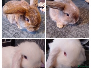 Mini Lop rabbits - Advert 9