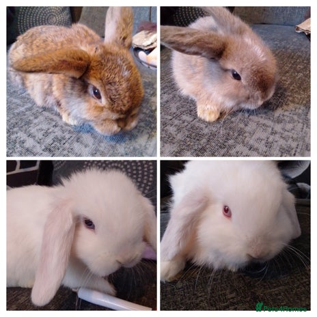 Mini Lop rabbits - Advert 2