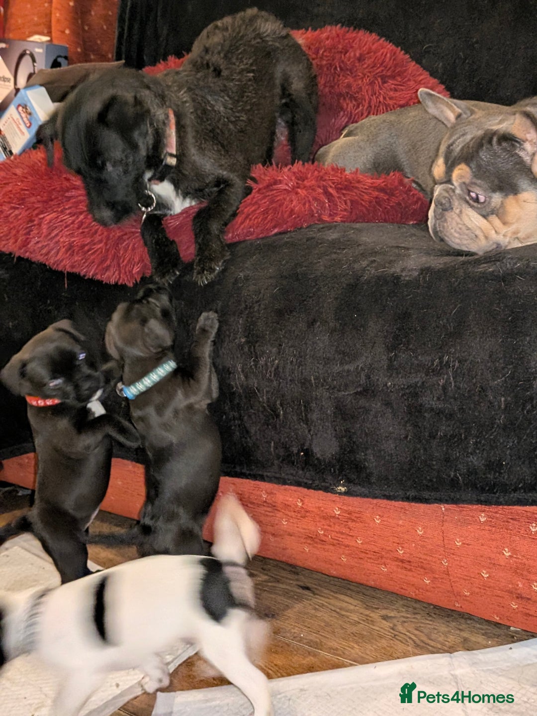 Mixed Breed dogs for sale: Little Boy Northern Ireland  - Advert 3