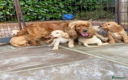 Cocker Spaniel dogs for sale: Gorgeous Adorable Golden Type Cocker  Spaniel  - Image 9