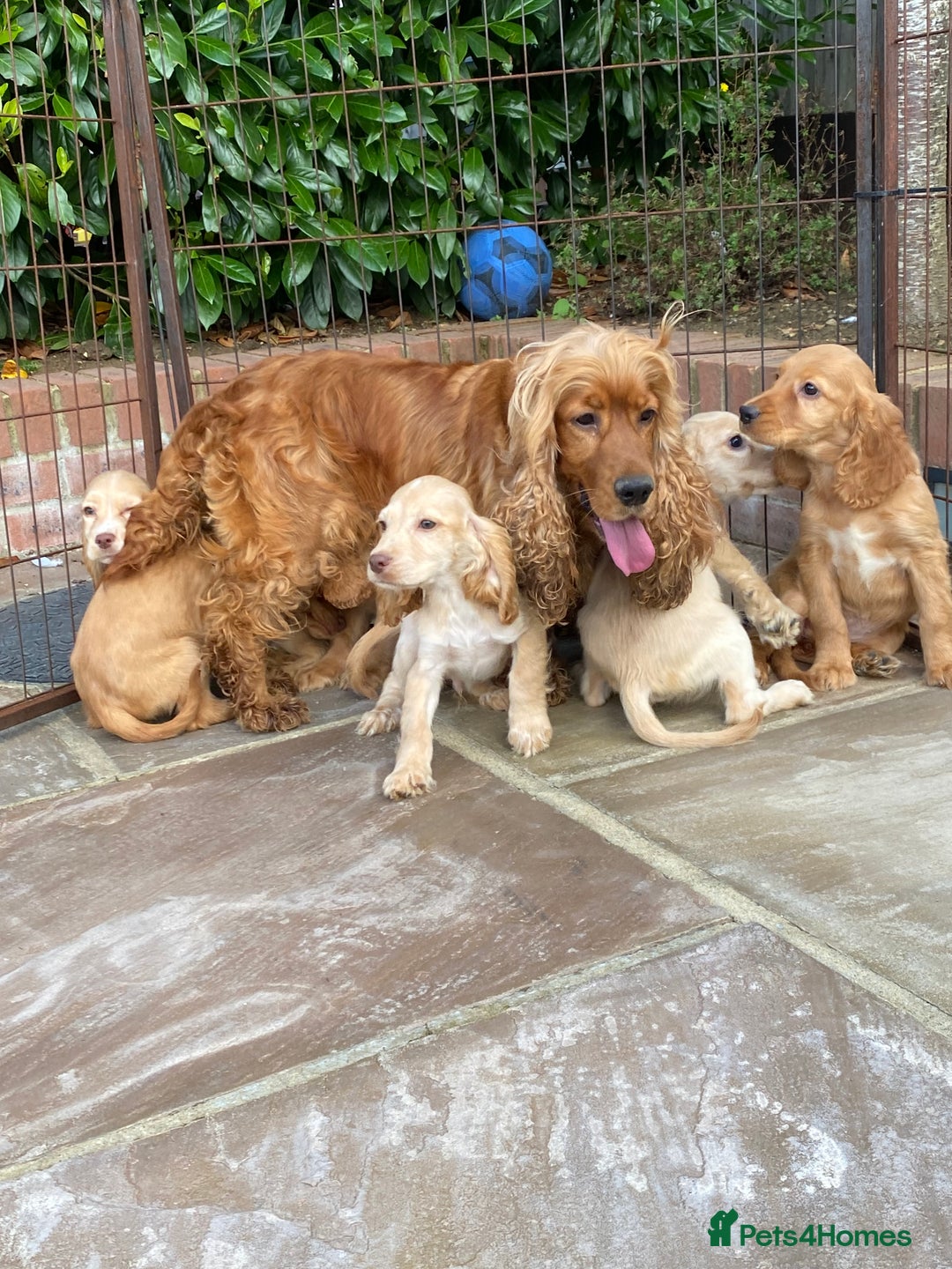 Cocker Spaniel dogs for sale: Gorgeous Adorable Golden Type Cocker  Spaniel  - Image 9